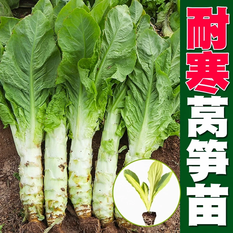 西红柿莴笋秧苗西红柿莴笋秧苗脆香西红柿莴笋白皮西红柿莴笋四季