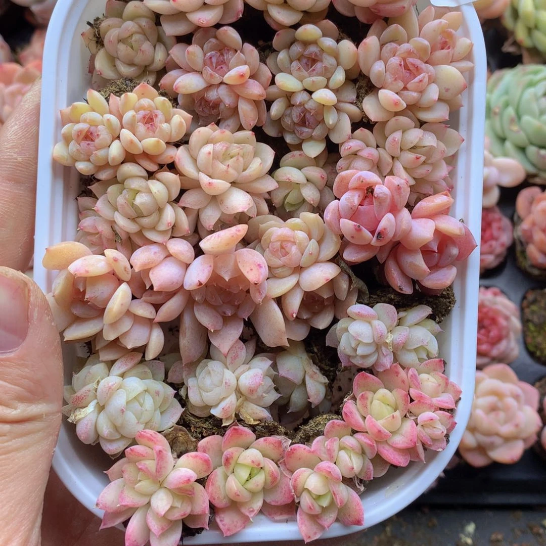 反反复复还是会有050