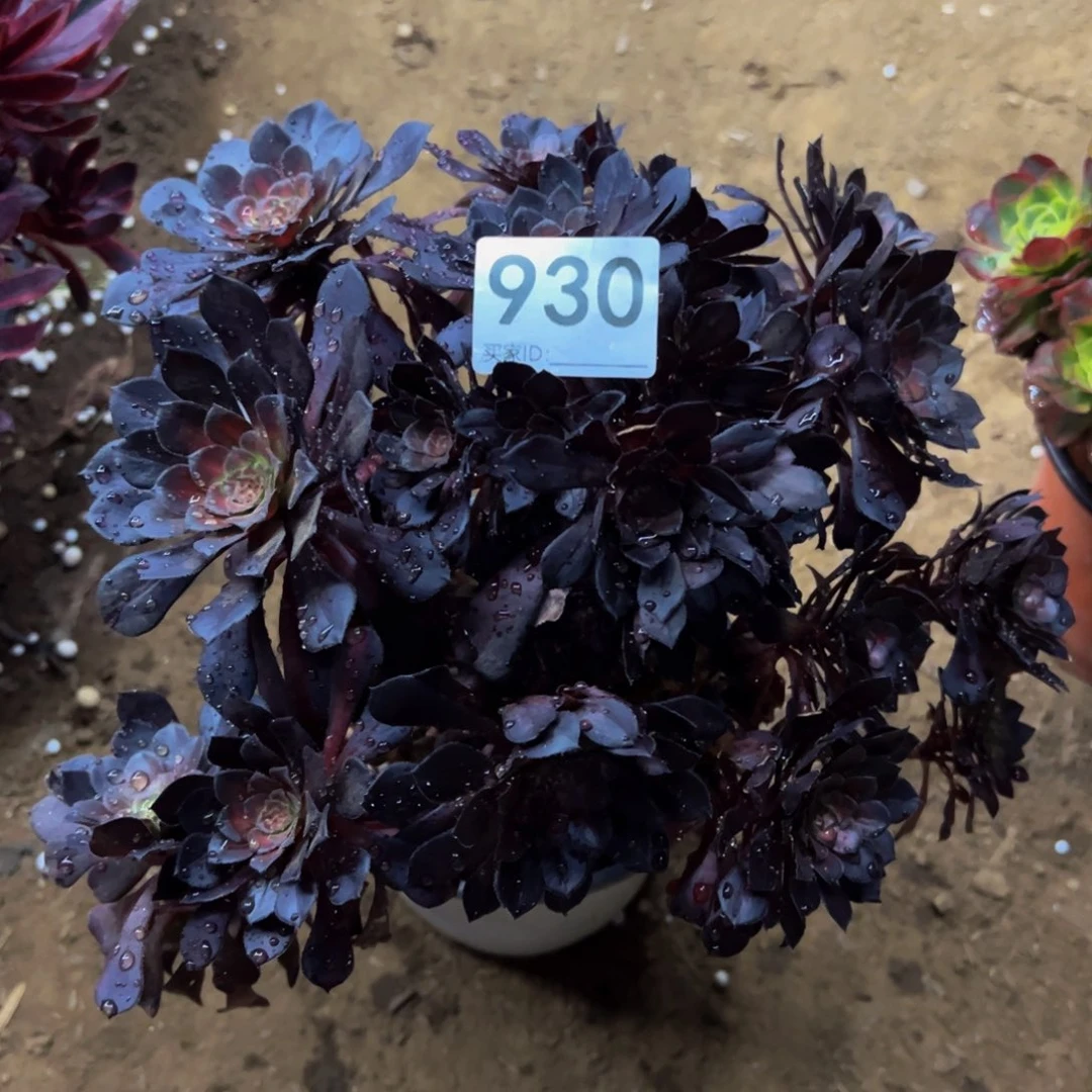 930花娜多肉植物法师