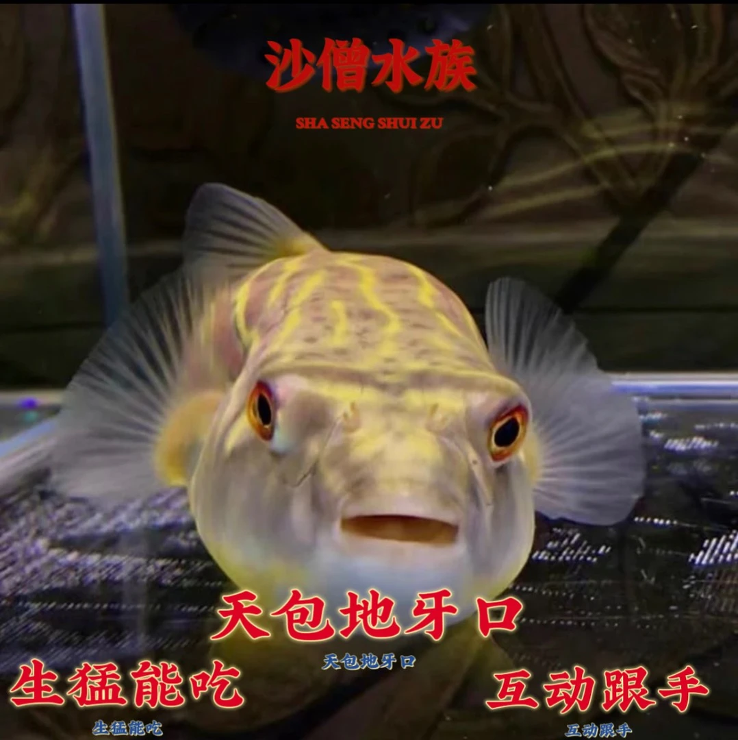 斑马狗头鱼热带鱼观赏鱼非洲斑马狗头鱼活体淡水河豚皇冠毛毛狗头