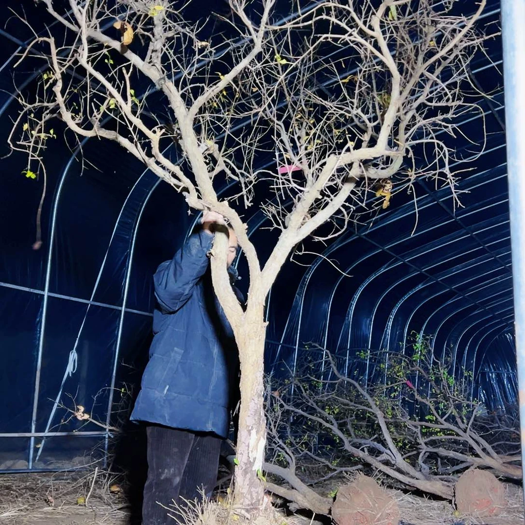无花朵健健康康快快乐乐