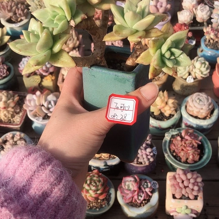 70   可心    带盆