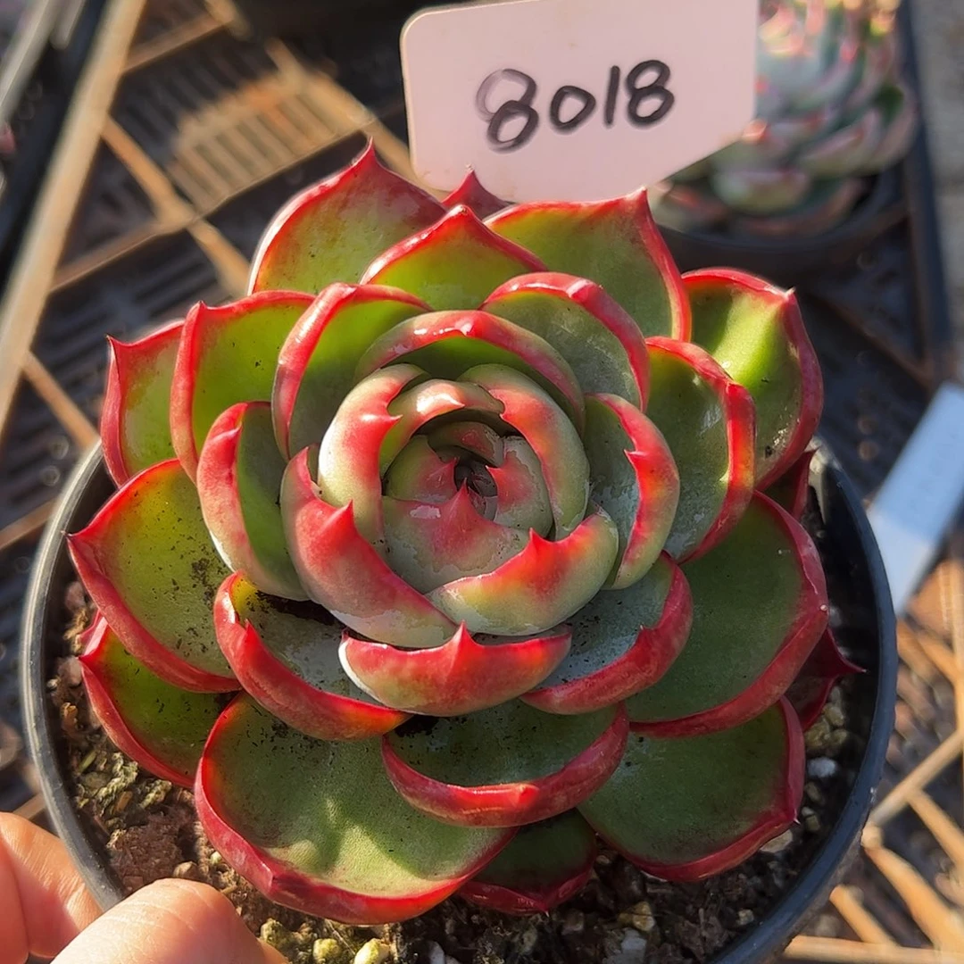 惊鸿仙子福利8018号