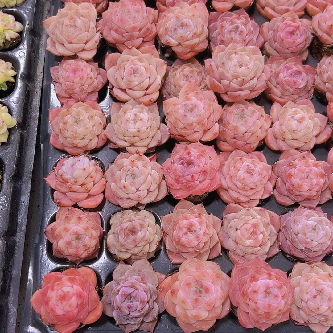 慕白3个19包邮多肉