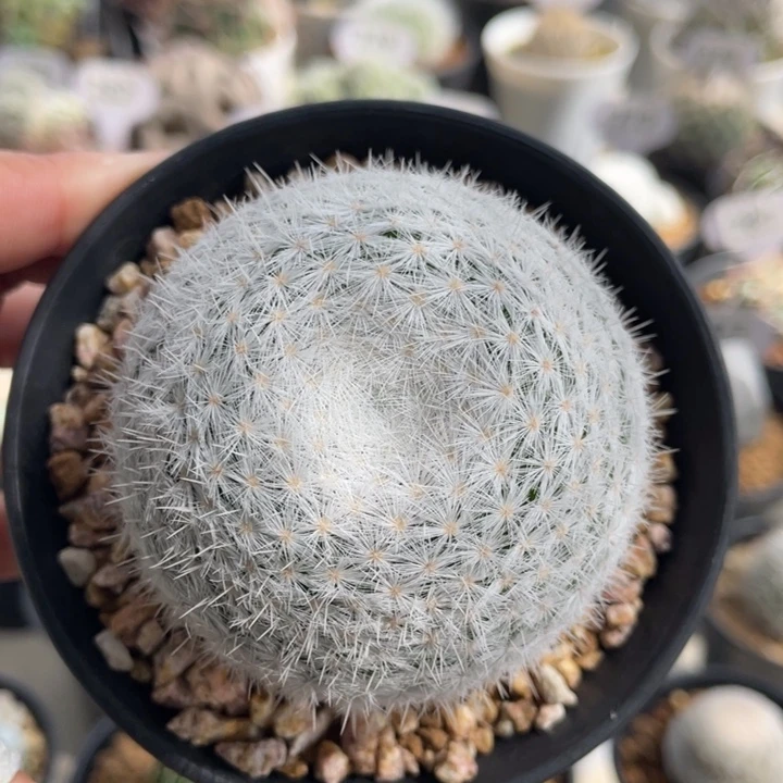 立刺春星          实生根