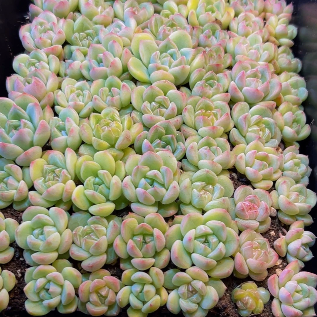 是***吖551多肉葡萄干的味道真的