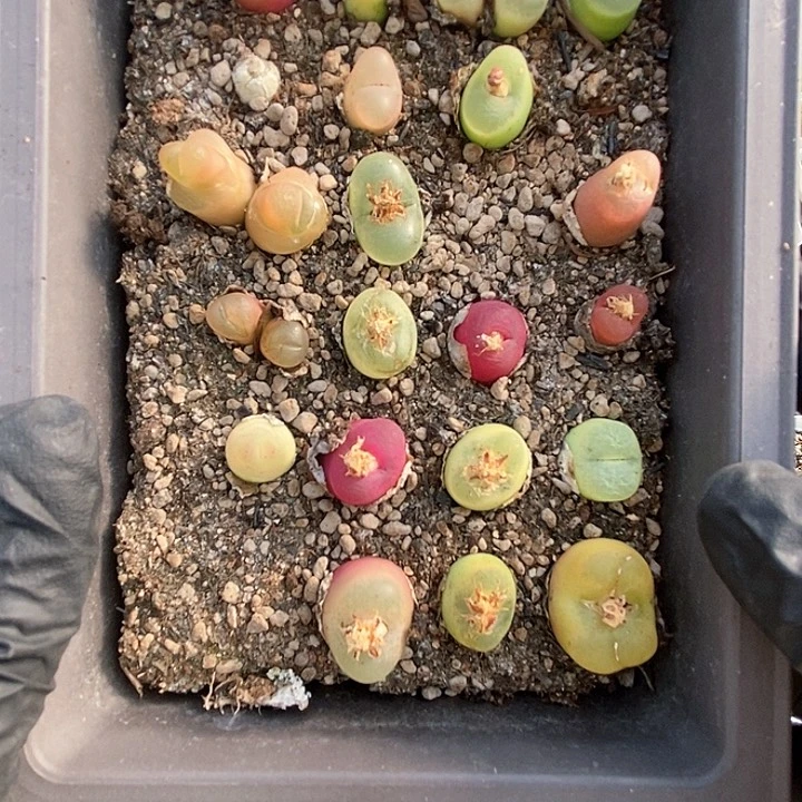 桃喜花园0203-3毛毛福利