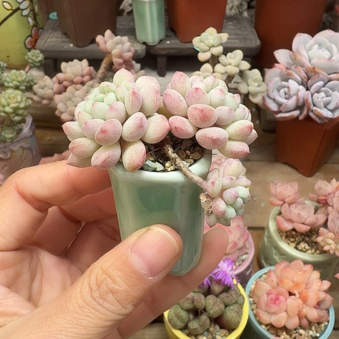 小蛋堡 多肉含盆土 一物一拍