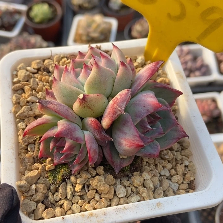 559惊鸿仙子多肉植物