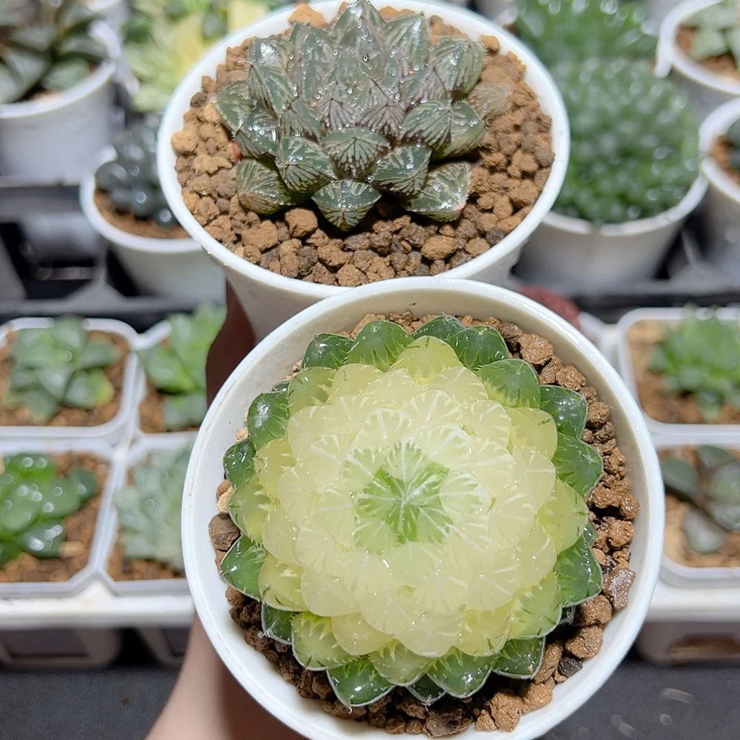 大叶楼兰➕宝莲灯发货