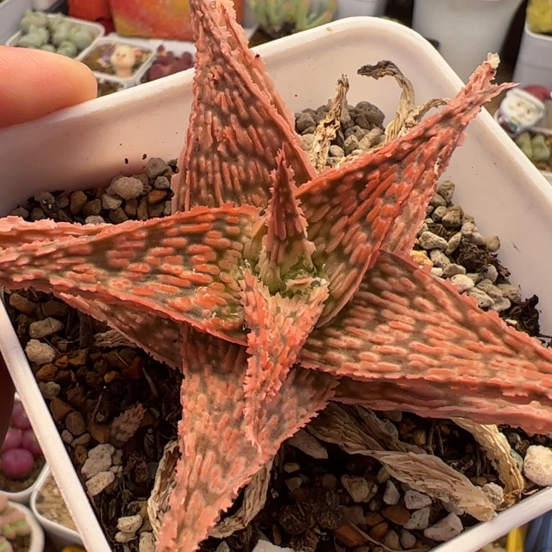 881多肉植物组合