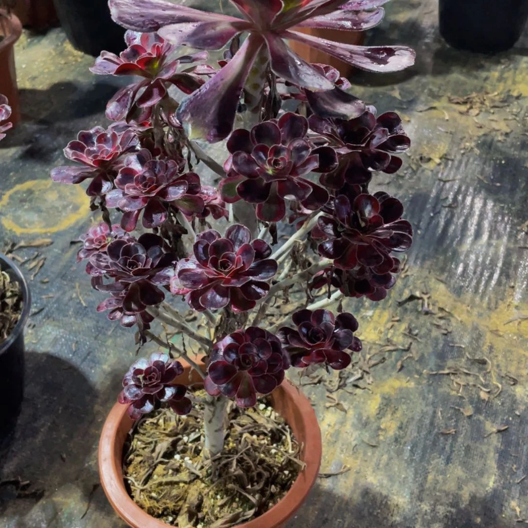 风***己丽娜多肉植物 205000