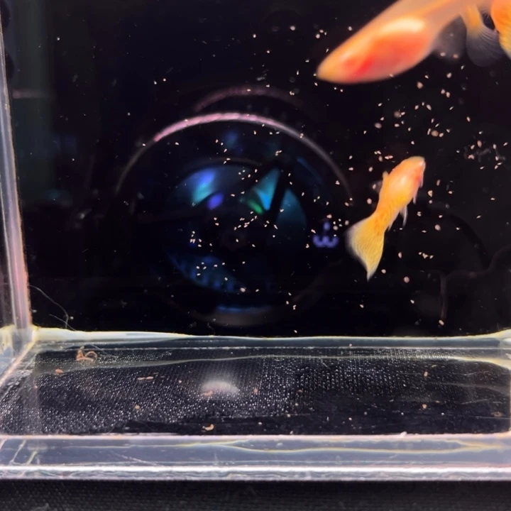 海水鱼金蕾丝玻璃猫白子3母2公