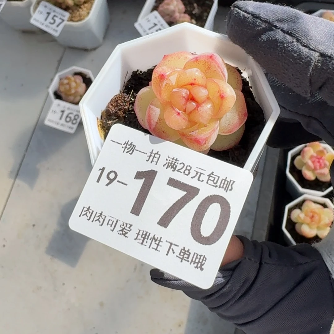 恶魔之泪无盆土发货