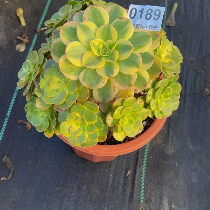 荔枝018999999999