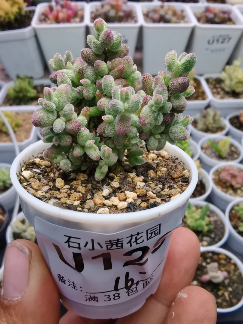 多肉植物枝干番杏糖球白糊斑锦