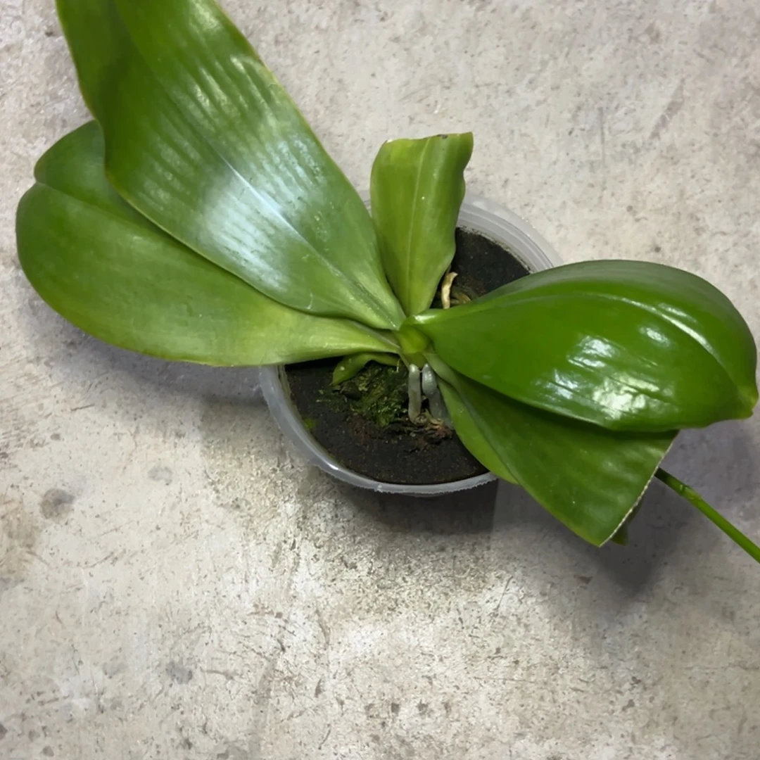 完全开放l211粉蘑菇