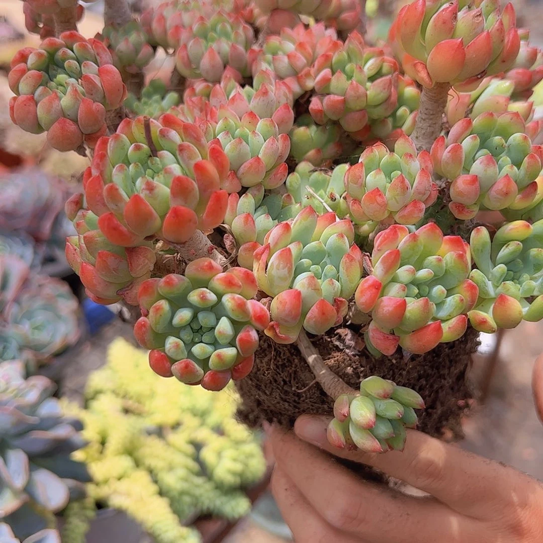 两盆蓝苹果 多肉植物