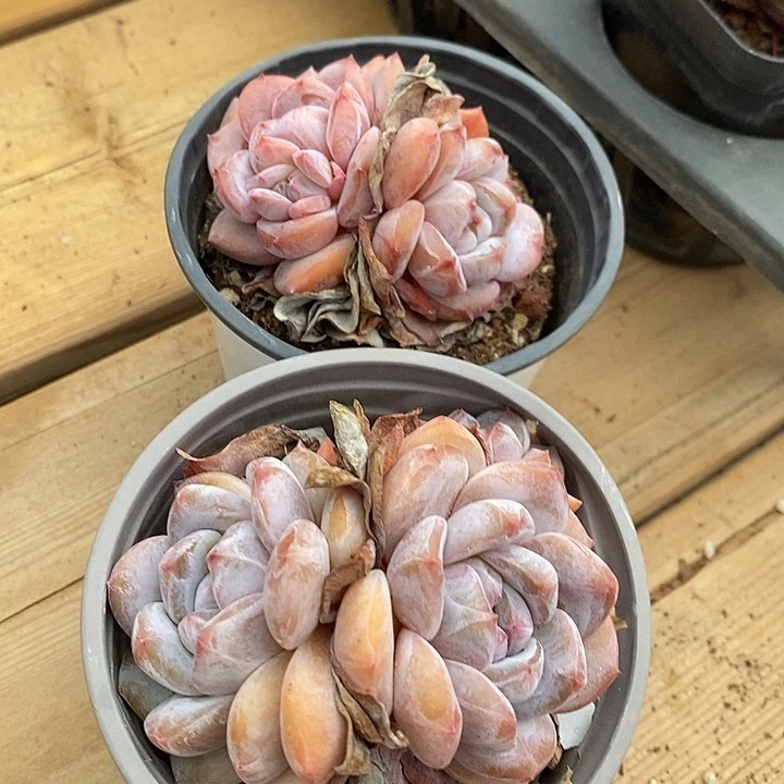 石榴籽星影双头2颗发货