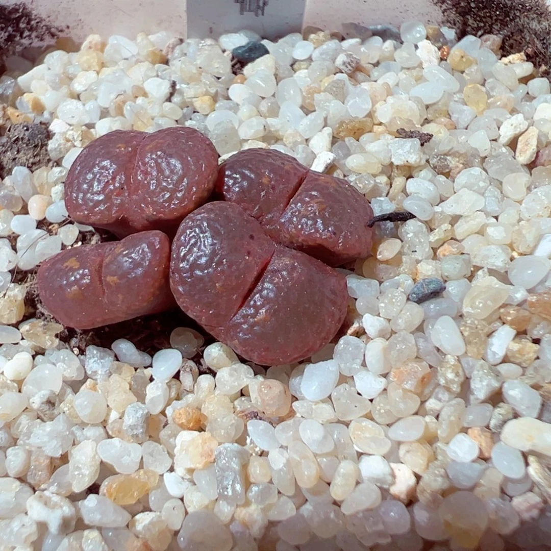 夏***阳723-638多肉多肉536勋章