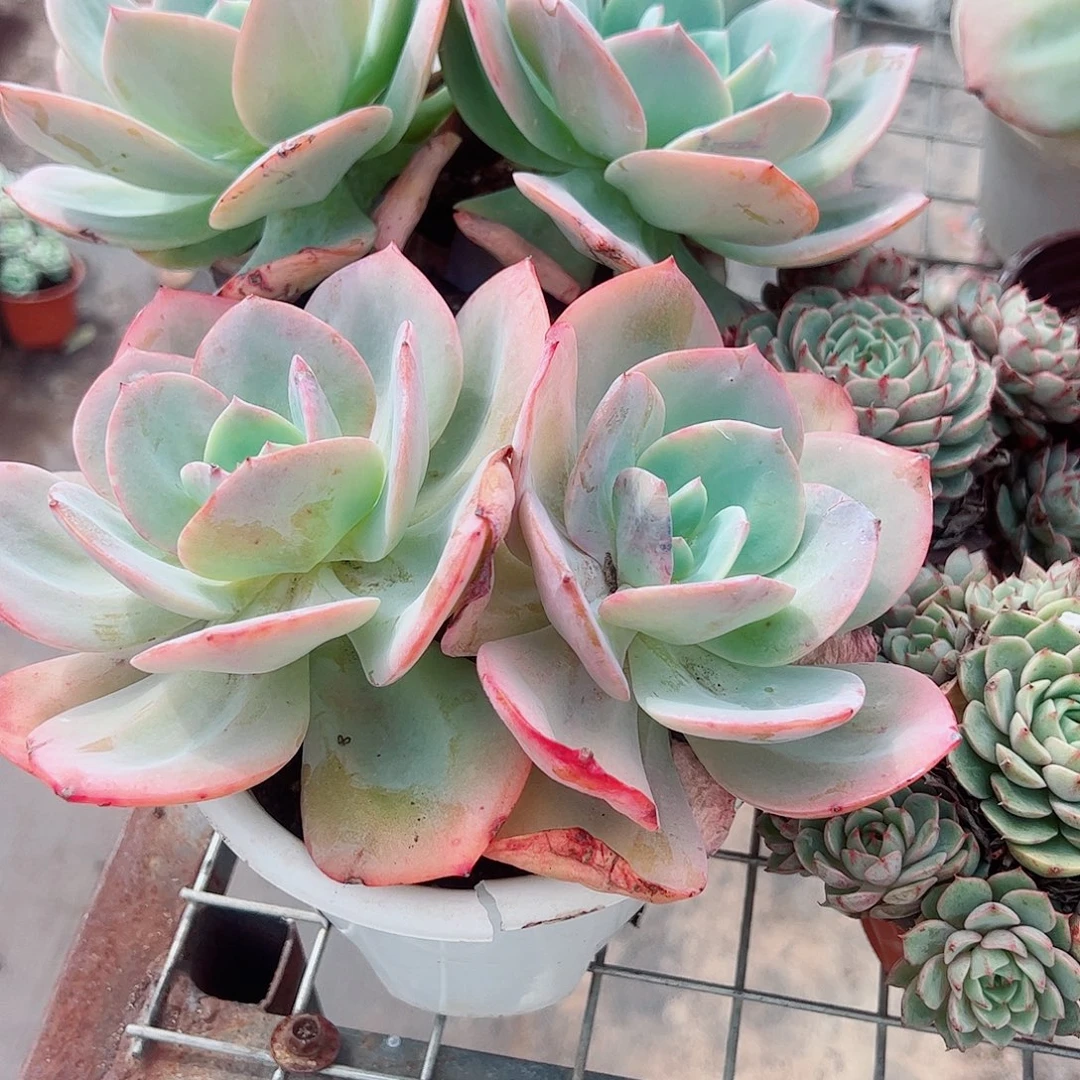 白凤双头起发精品特价