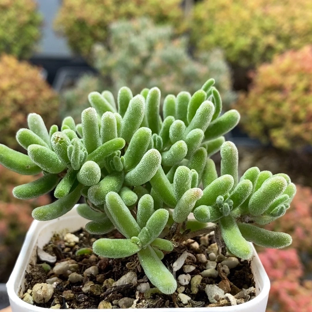 白霜0798枝干番杏