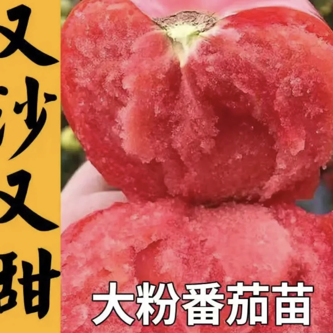 源头厂家寿光直发蔬菜大粉番茄抗死颗高产毛粉番茄苗秧苗1