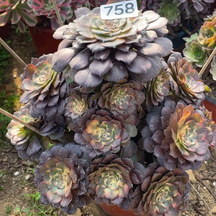 人***影无花朵758多肉植物保护烟花