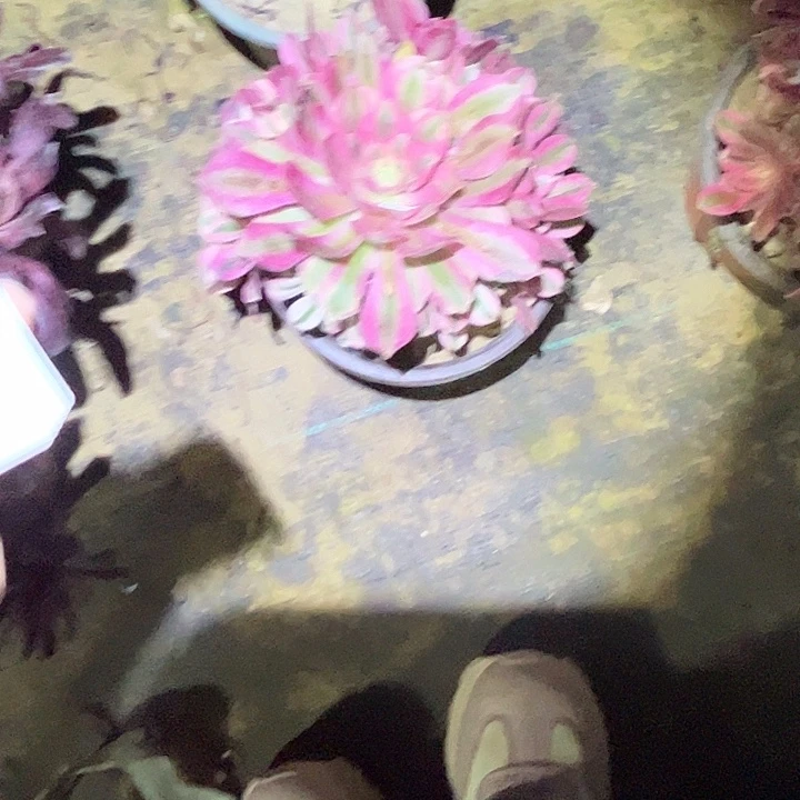 西*参多肉法师植物链接63