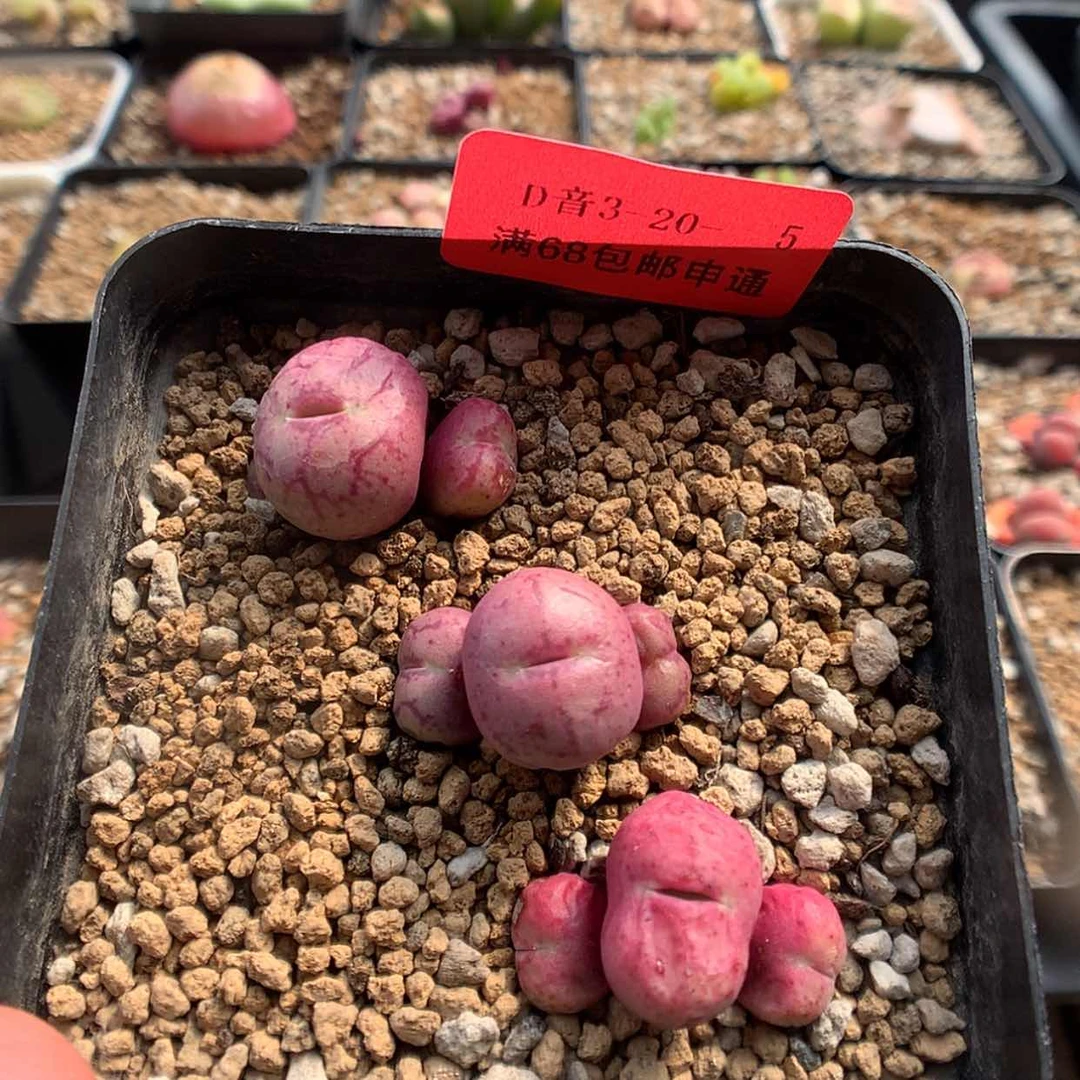 【闪购商品】3-20-5 肉锥1盆 25 鱼