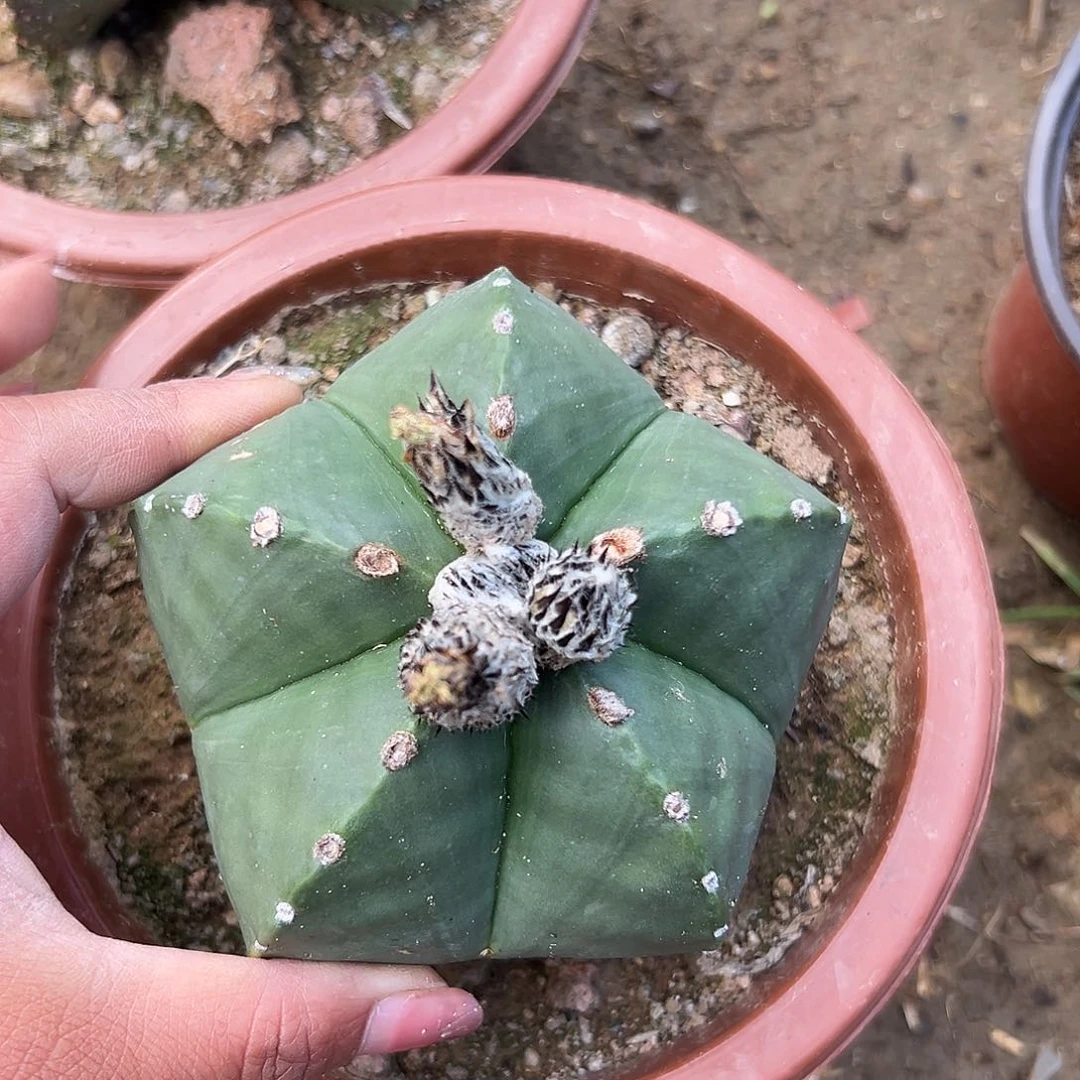 多肉植物鸾凤玉单头