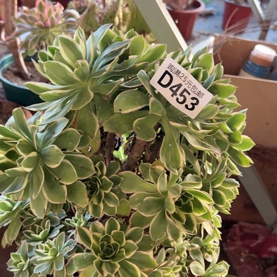 紫*晶多肉植物一个有砍没售后