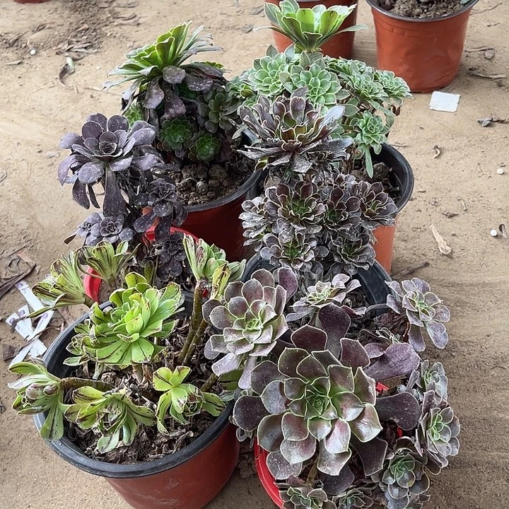 6棵玫瑰玫瑰玫瑰玫瑰