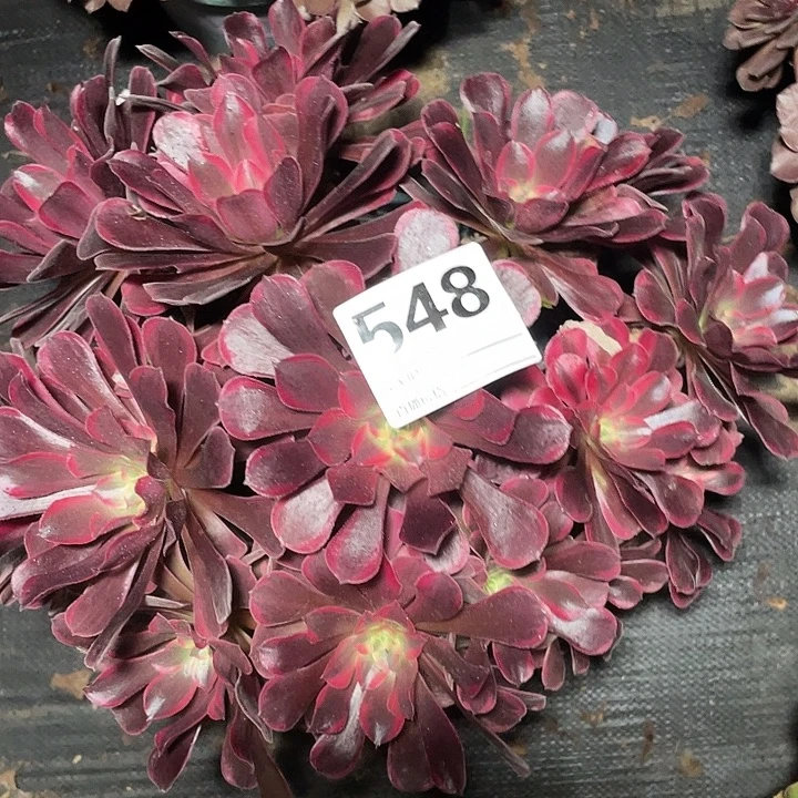 548美杜莎法师2-12