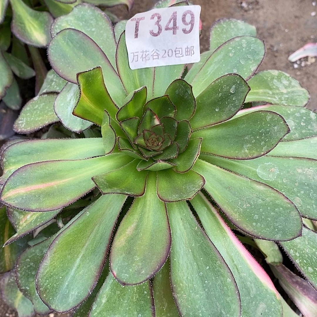 妞*349圆叶多肉植物