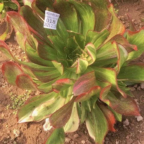 2.16-18魅影七彩多肉植物