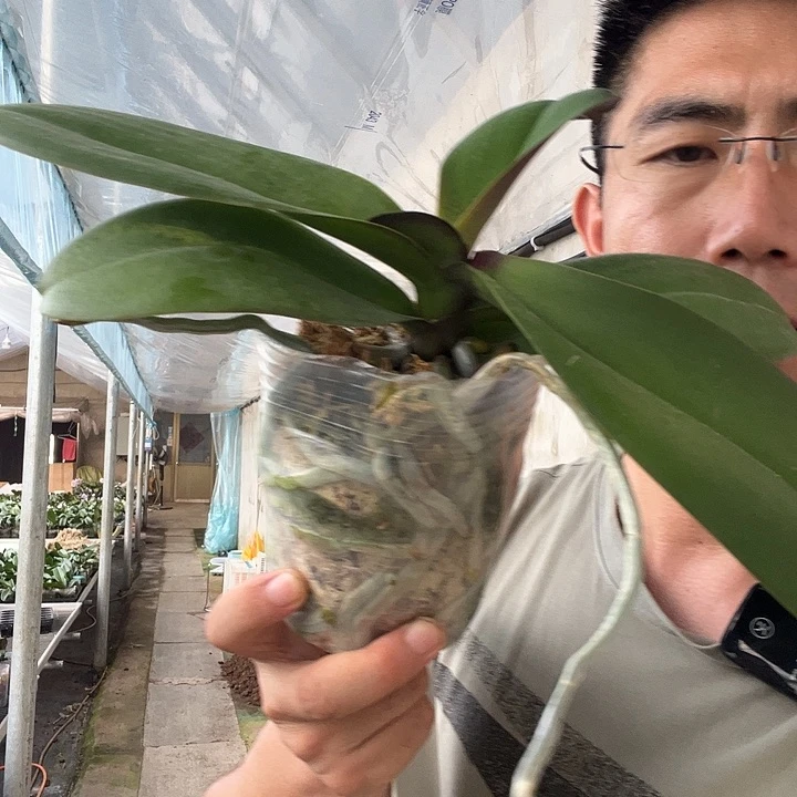 当前无花栽培后可以开花乌龙茶3.5叶损