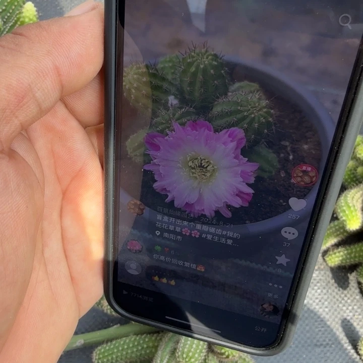 彩***巅矮胖白檀1245群生挂群
