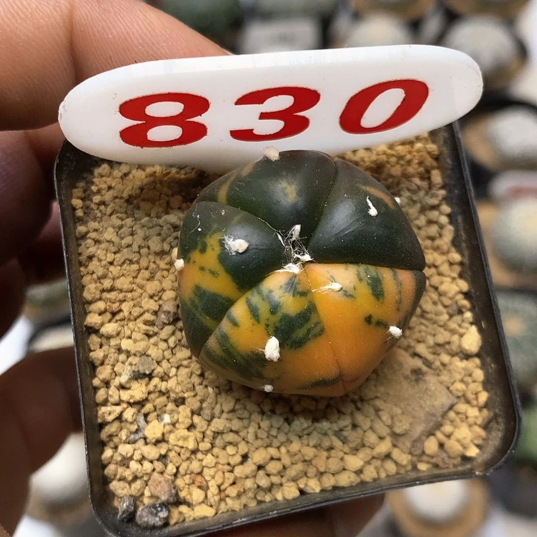 830福利特价来了啊哈哈