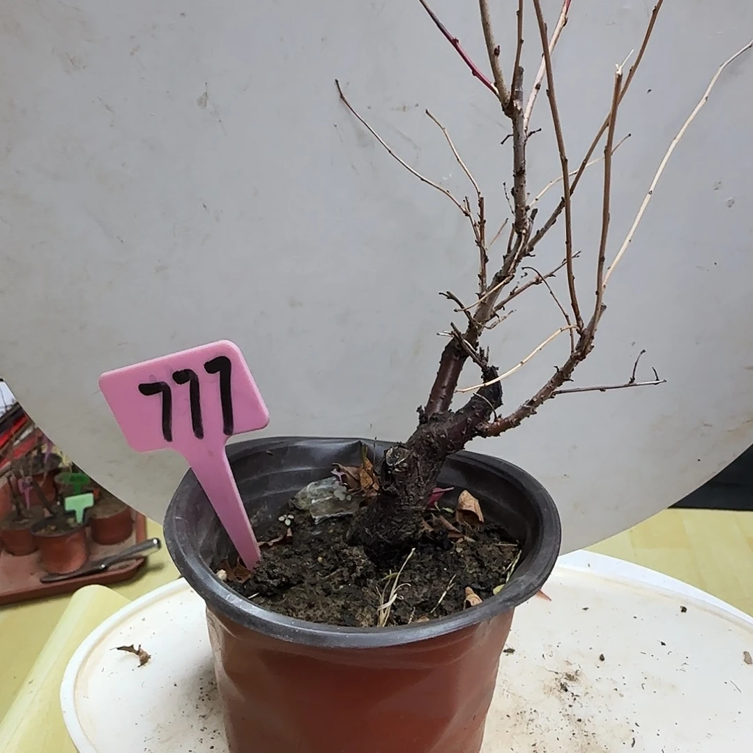 简***乐无花朵樱花都包邮