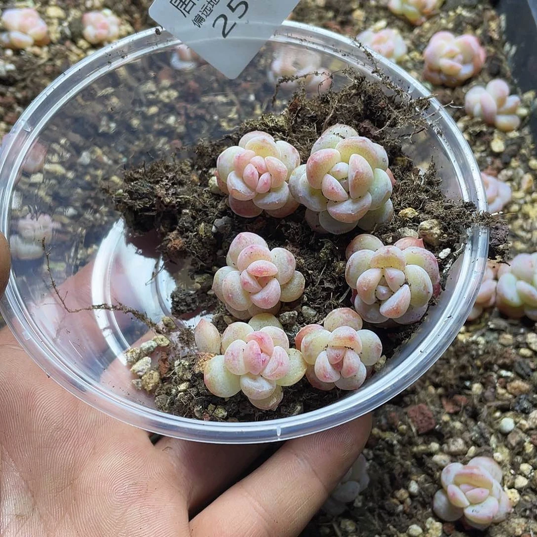 月***雪水晶鞋一物一拍259