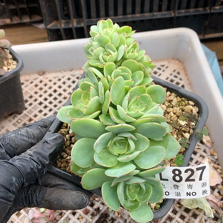 牡丹亭朵朵缀 多肉植物9.28号发