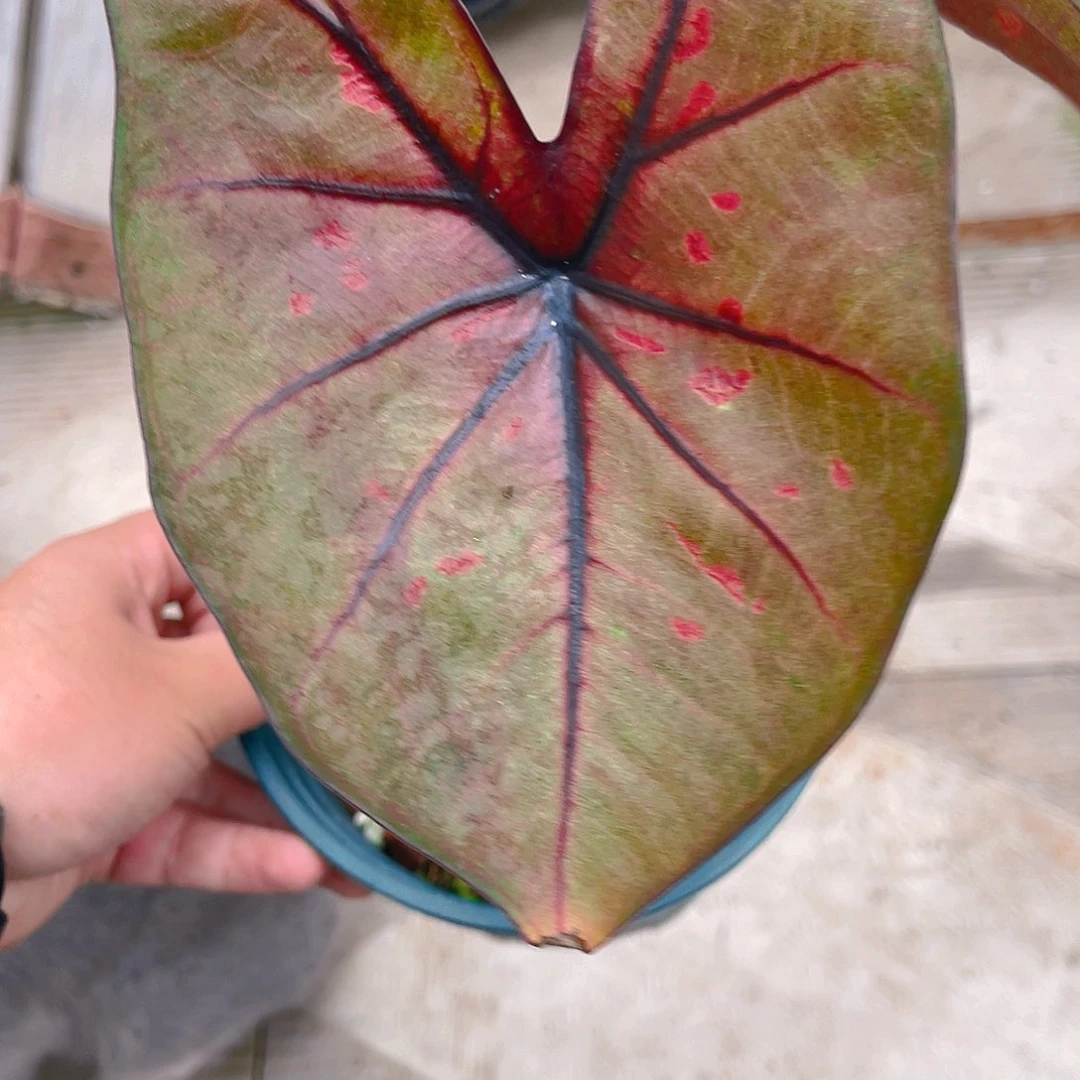 完全开放1820泰彩