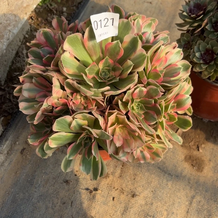 粉女郎多肉处理不包断头0121