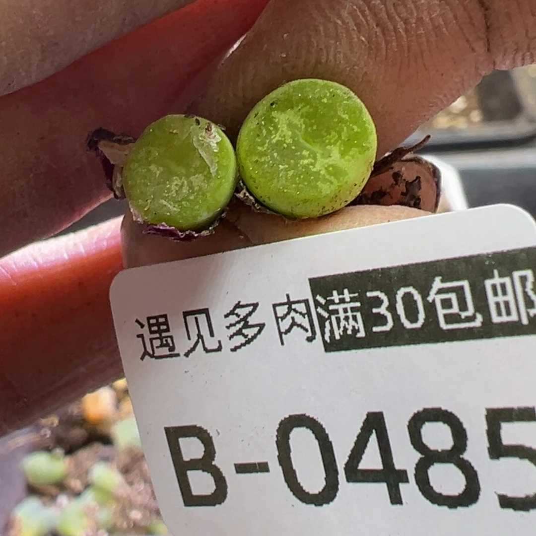多肉植物1111111111111111