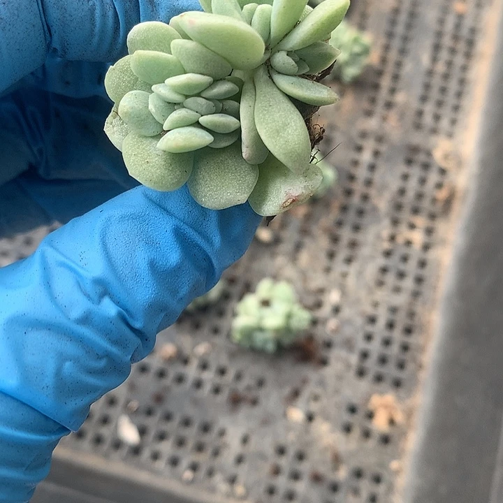 冰玉缀化一物一拍
