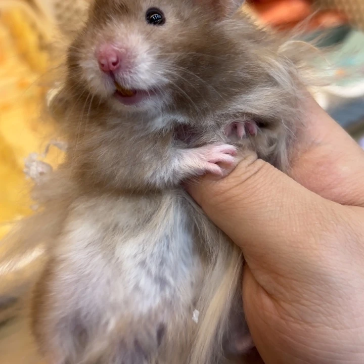 4个月大巧波利直毛弟弟 付邮送