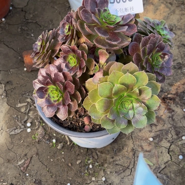 684 多肉法师不包断枝