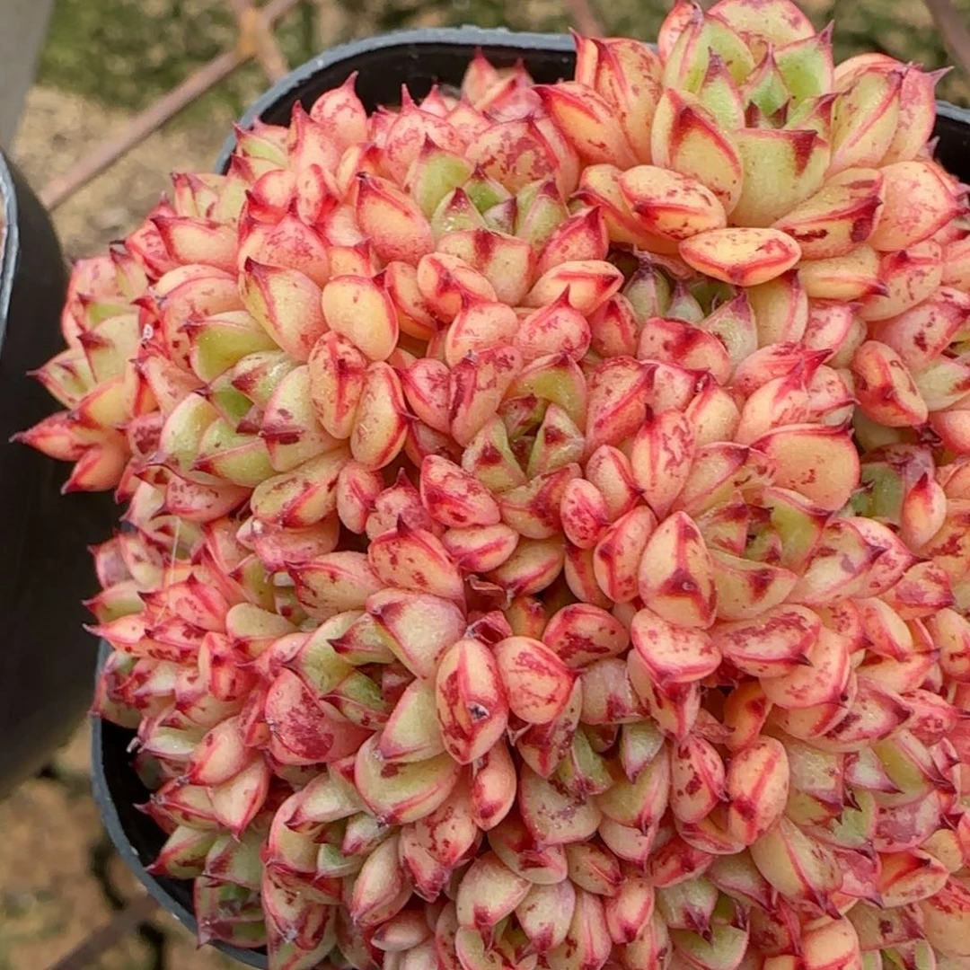 花语逸境0209-119