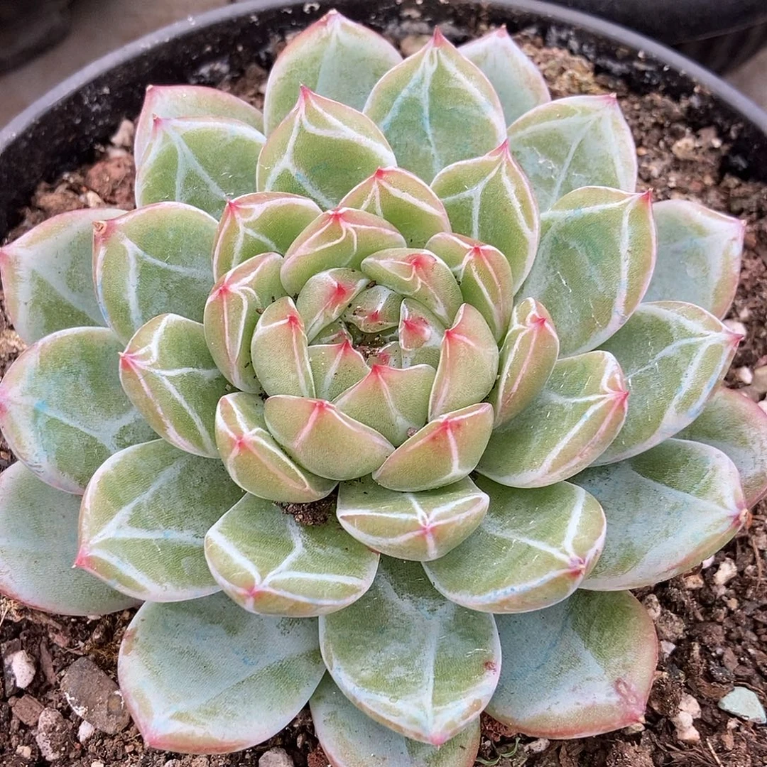 25.33雪花珍妮随机单头